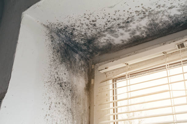Affordable Attic Mold Remediation solutions in Hudson, PA